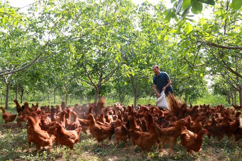 花椒林下养鸡一亩养多少只 林下养殖都可以养什么