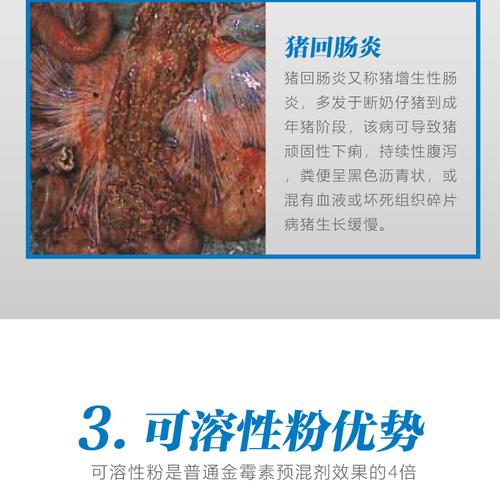 猪回肠炎的治疗方法，怎样预防猪回肠炎及治疗 猪回肠炎一般治疗多久