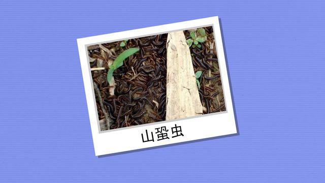 山蛩虫的天敌 山蛩虫是怎么繁殖