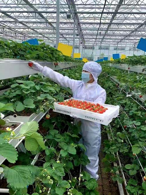 无土栽培草莓一亩投入多少一亩大棚草莓利润多少 无土栽培草莓大棚投资