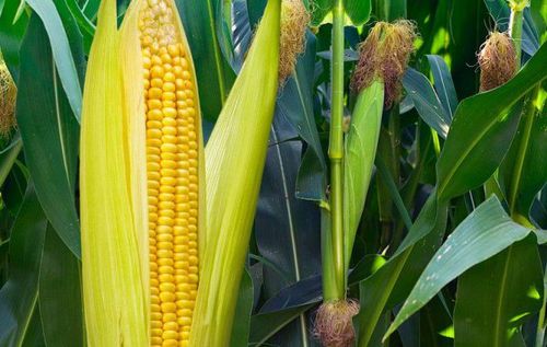 玉米的最佳种植时间 玉米什么季节种植最好