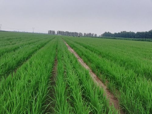 旱直播水稻种植技术 旱地直播技术是什么意思