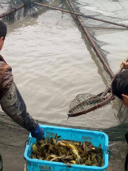 草鱼养殖技术与鱼塘管理 黄骨鱼养殖