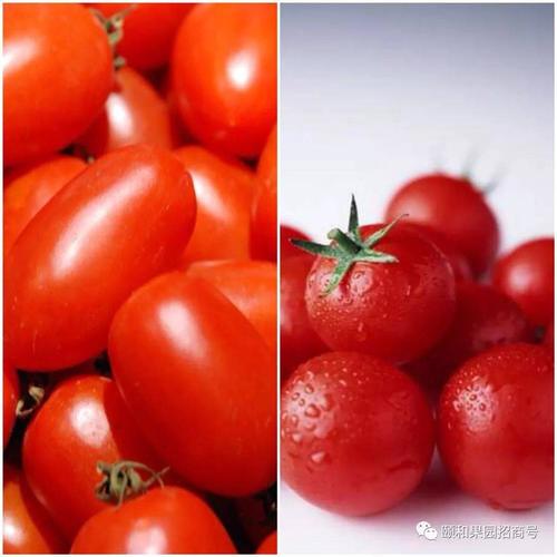 圣女果和西红柿的区别？ 番茄和圣女果的营养区别