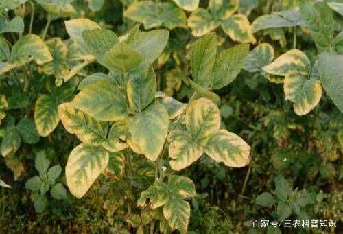植物缺钾肥有哪些症状 缺氮肥植物症状