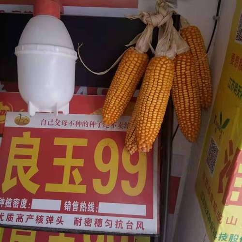 良玉99在河南夏播表现