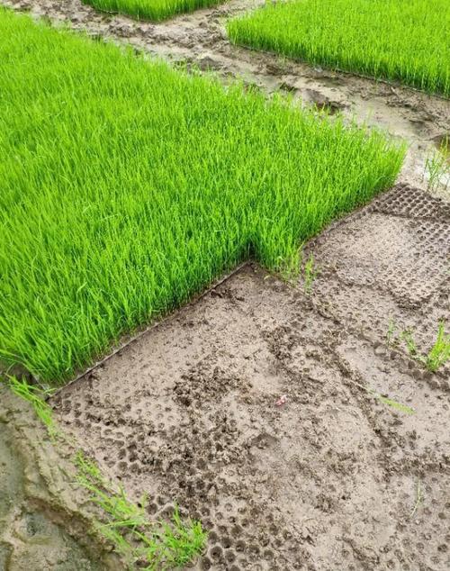 旱直播未封闭稻苗已两叶一心 旱直播水稻种植技术