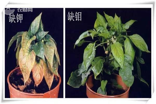 作物缺钾有哪些表现 缺钾会引起什么症状