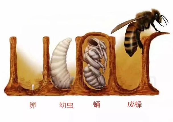 中华蜜蜂繁殖周期是多长 怎么样才能让蜜蜂繁殖的更快